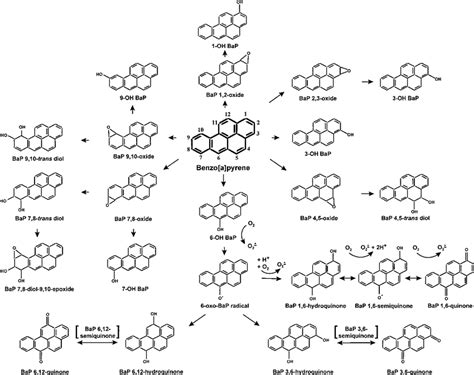 Profile of benzo[a]pyrene metabolism. Major primary and secondary ...