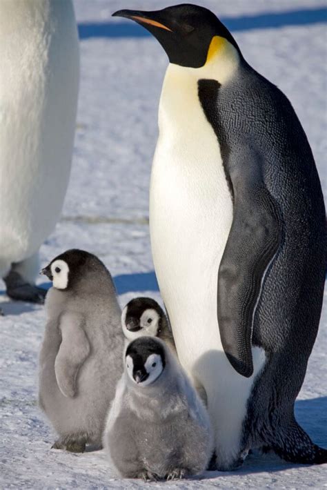 Penguin Poop Seen In Satellite Images Leads To Discovery Of New ...