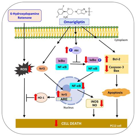 Antioxidants | Free Full-Text | Omarigliptin Mitigates 6-Hydroxydopamine- or Rotenone-Induced ...