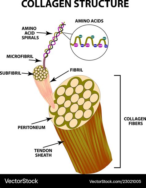 Collagen structure infographics Royalty Free Vector Image