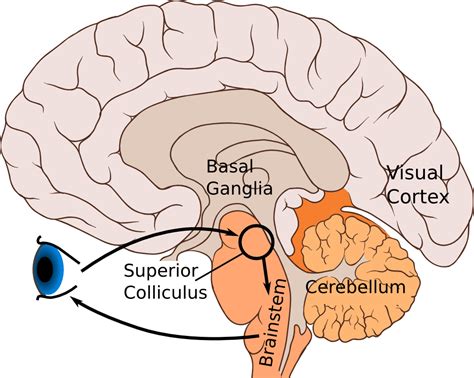 What is the structure and function of the superior colliculus? — Brain ...