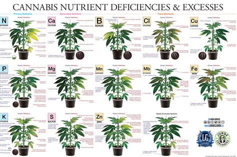 Marijuana Leaf Deficiency Chart