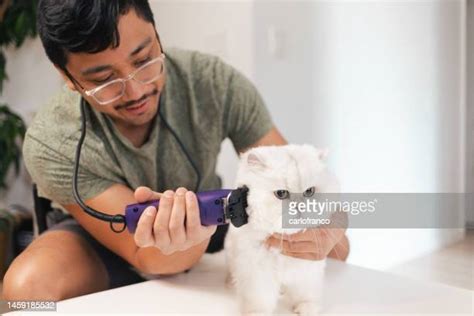 96 Persian Cat Grooming Stock Photos, High-Res Pictures, and Images - Getty Images