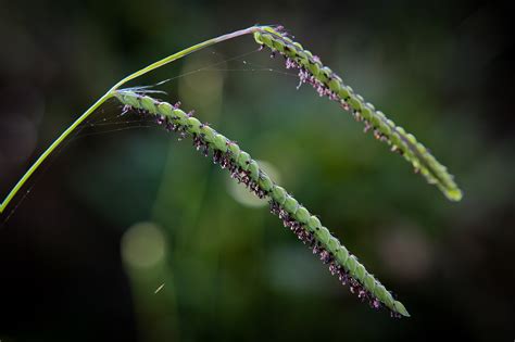 Paspalum dilatatum - Изображение особи - Плантариум