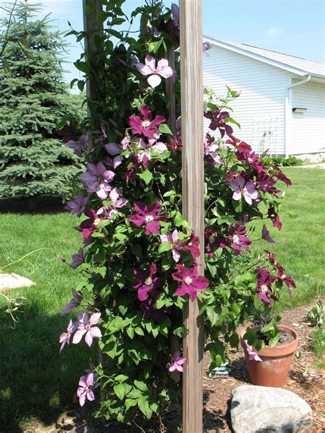 Pin by Mariana Wusiang on 2017 Home Design Ideas | Clematis trellis ...