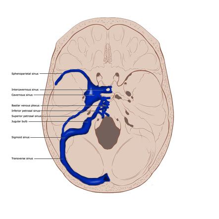 70以上 dural sinuses labeled 195691-What is dural sinus