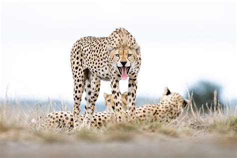 Big Life Foundation - CHEETAH: CONSERVATION CONUNDRUM