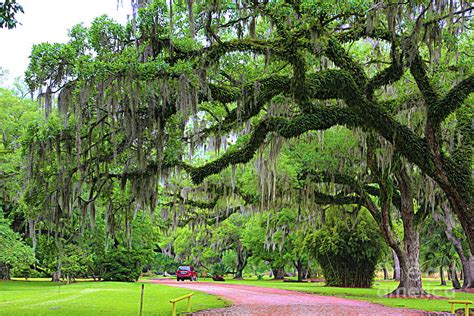 Spanish Moss Trees Avery Island Louisiana Jungle Garden Photograph by Chuck Kuhn - Fine Art America