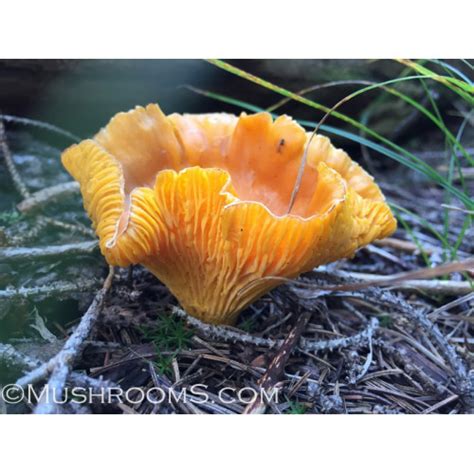 Chanterelle roseocanus mushroom print