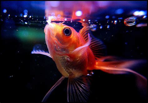 Feeding Goldfish The Healthy Way | Benefits and Tips