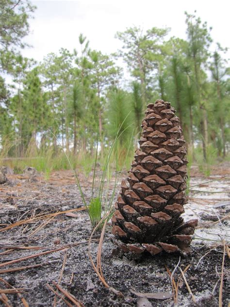 Our Neck of the Woods: Long live longleaf pine...