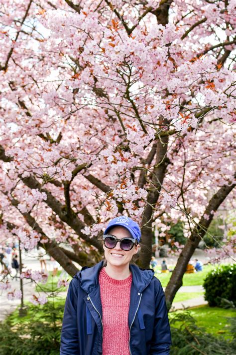 Cherry Blossom Festival at the University of Washington