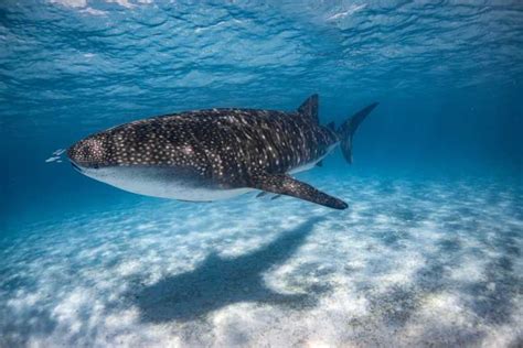 Coral Bay: Ningaloo Reef Swim and Snorkel with Whale Sharks | GetYourGuide