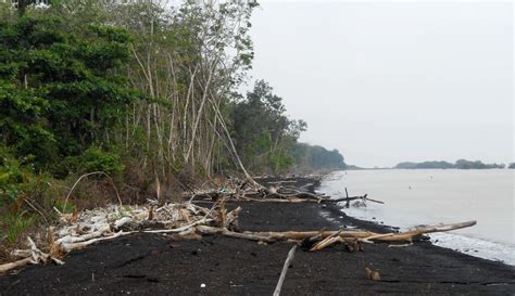 Bagaimana Upaya Restorasi Gambut dan Mangrove di Riau? - Mongabay.co.id