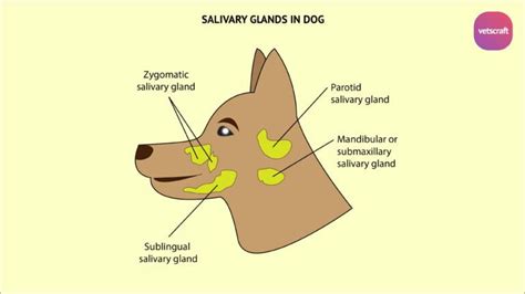 Salivary glands of different animals