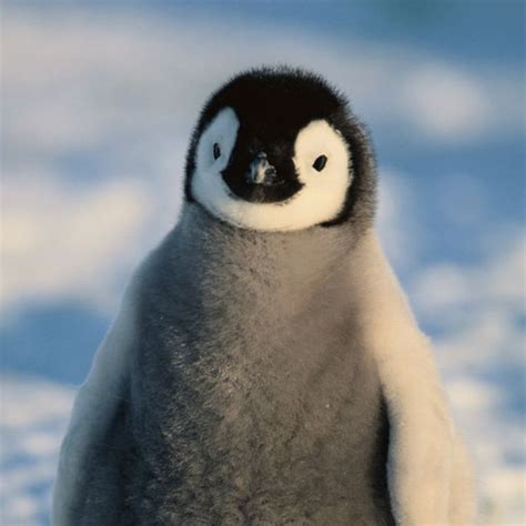 We need this baby Emperor penguin in our life. It's so fluffy! | Cute animal pictures, Cute ...