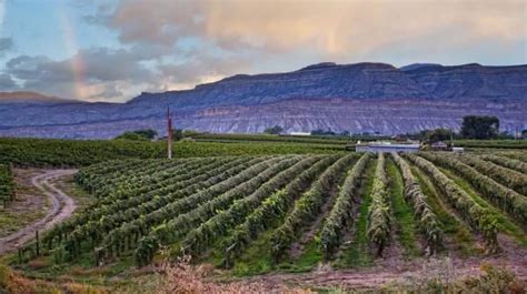 Wineries & Tasting Rooms | Grand Junction, CO | Winery tasting room, Winery tasting, Tasting room