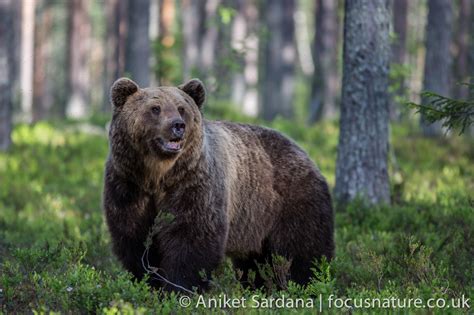 Finland Wildlife Holidays | Tour Gallery