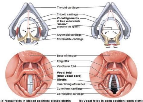 Exploring the diagnosis and correction of vocal faults encountered during the training of the ...