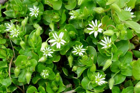 Stellaria media - Wildflowers of the National Capital Region