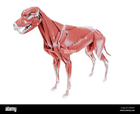 3d rendered illustration of the dog muscle anatomy Stock Photo - Alamy