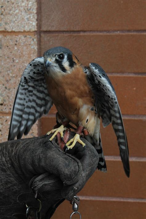 Kestrel Falcon | "Kestrel Falcon" During a educational Outre… | Flickr