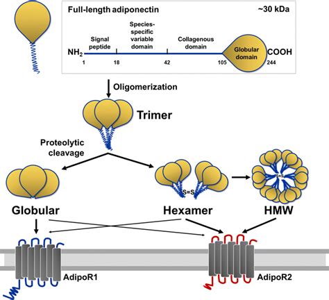 Increasing Adiponergic System Activity as a Potential Treatment for Depressive Disorders ...