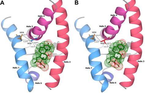 Stereogram of the interaction between glucocorticoid receptor ligand ...