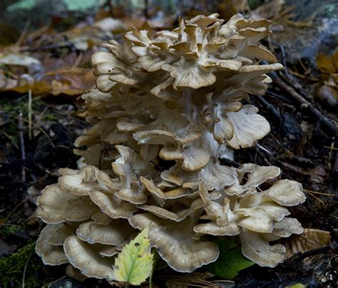 The 3 Foragers: Foraging for Wild, Natural, Organic Food: Hen of the Woods Recipe - Mushroom Burger