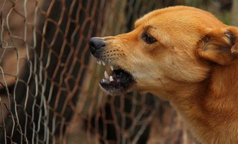 How Long Is A Dog Quarantine For Rabies