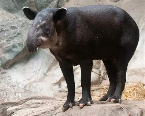 Baird's Tapir - Facts, Diet, Habitat & Pictures on Animalia.bio