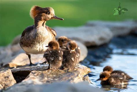 Hooded Merganser - British Waterfowl Association