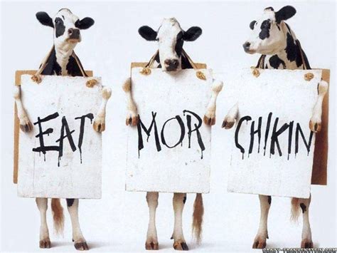 Download Funny Laptop Chick Fil A Cow Wallpaper | Wallpapers.com