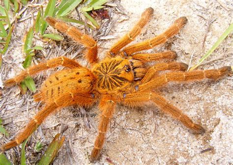 OBT | Pterinochilus murinus – Feeders.gr