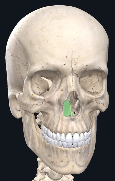 Vomer Bone Anatomy