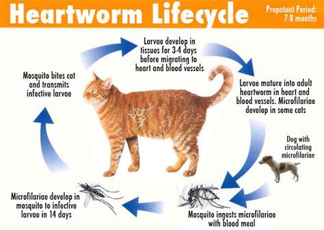 Heartworm in cats: symptoms, diagnosis, treatment | Pets-Wiki