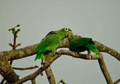 Bill of the Birds on Blogspot: Guyana Part 3: Botanical Gardens