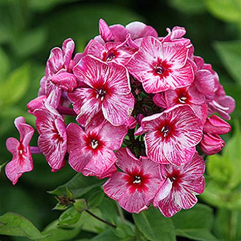 Phlox paniculata 'Fireworks' - Horsford Gardens and Nursery