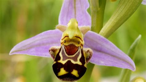 De 10 meest griezelige bloemen - Bloomifique