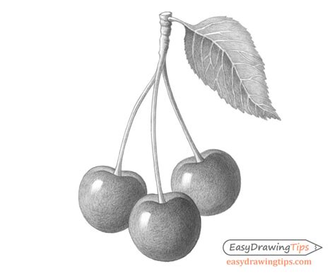 How to Draw Cherries Step by Step - EasyDrawingTips