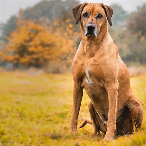 Are Rhodesian Ridgebacks Intelligent Dogs