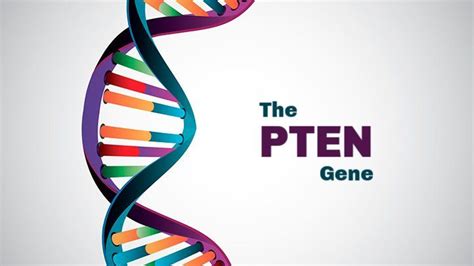 Gene Mutation PTEN and Cancer Risk