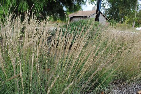 tops of Side-Oats Grama grass in Sept 2017 in IL | Pollinator garden, Grass, Landscape