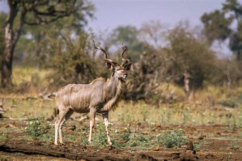 Premium Photo | Deer standing on land in forest