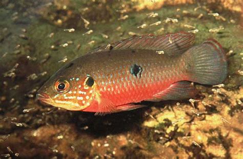 Jewel cichlid - Alchetron, The Free Social Encyclopedia