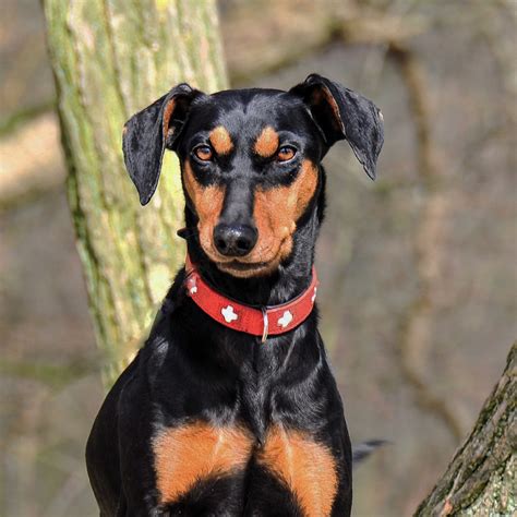 German Pinscher Pedigree Database