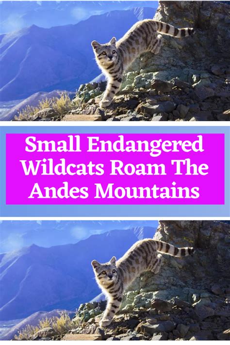 Small Endangered Wildcats Roam The Andes Mountains | Wild cats, Funny animal memes, Endangered