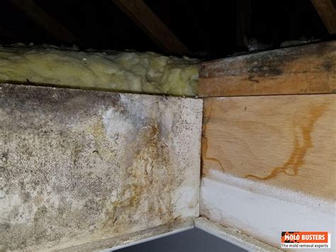 What Does Mold Smell Like and How to Identify It