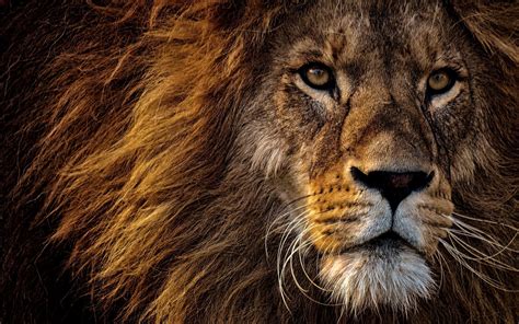 Lion Eyes Wallpapers - Top Free Lion Eyes Backgrounds - WallpaperAccess