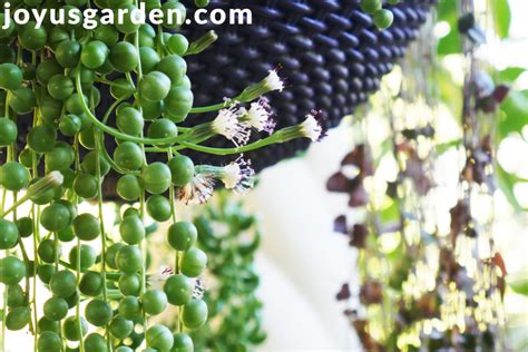 String Of Pearls Flowers: What Makes This Plant Bloom